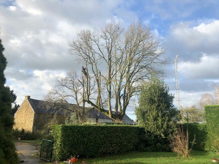 elagage taille de reduction OA paysage abattage élagage rognage de souche broyage des arbres revalorisation des dechets à Guemené Penfao Redon Derval Nozay Le Gavre Plessé Avessac